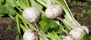 Navet fourragers RAVE DU LIMOUSIN non traité