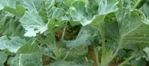 Chou fourragers PROTEOR non traité