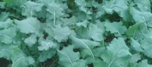 Colza fourrager PARAPLUIE non traité