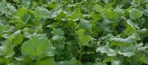 Radis fourragers ROMESA non traité