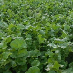 Radis fourragers ROMESA non traité