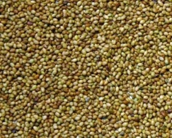 Trèfle incarnat DIOGENE non traité