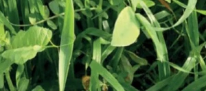 Couverts TERR'ACTIV Fertisol non traité