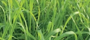 Couverts TERR'ACTIV Structure non traité