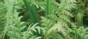 Couverts TERR'ACTIV SolNet non traité