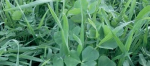 Couverts TERR'ACTIV Elevage non traité