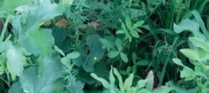 Couverts TERR'ACTIV Mégamix non traité