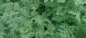 Couverts TERR'ACTIV Opti non traité