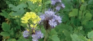 Couverts TERR'ACTIV Gofast non traité