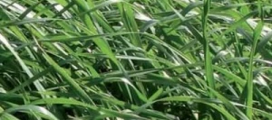 Ray grass d'Italie MERVANA non traité