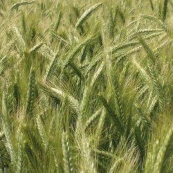 Triticale DUBLET AB non traité